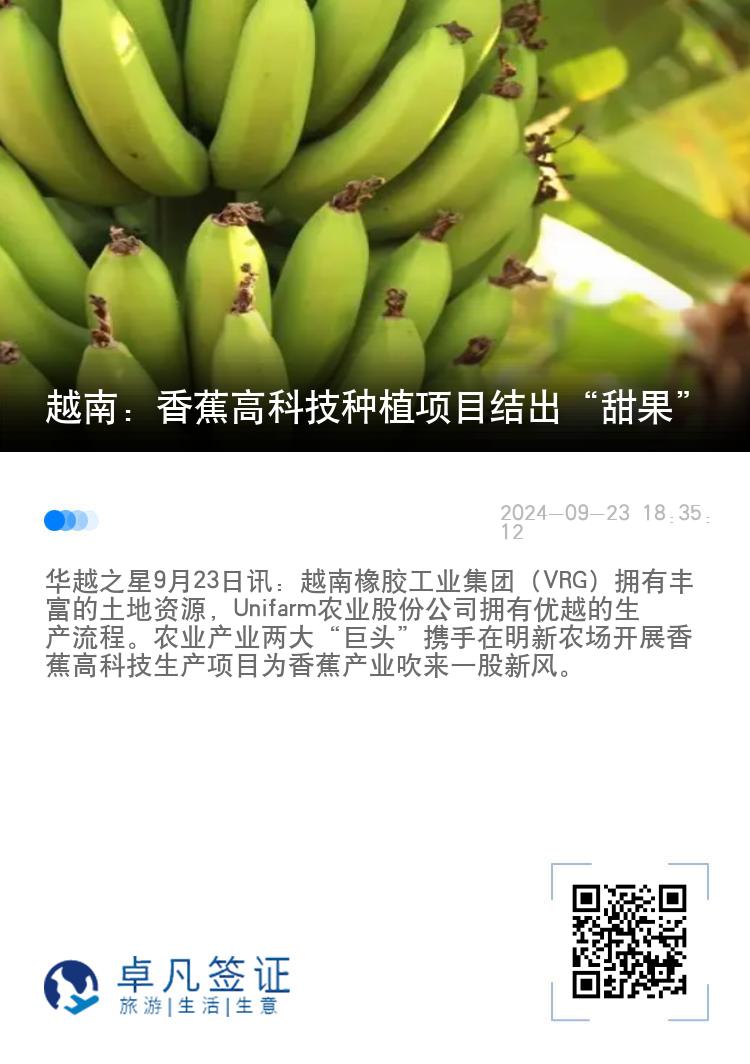 越南：香蕉高科技种植项目结出“甜果”