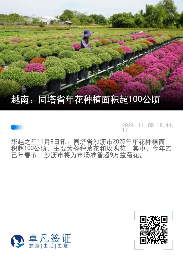 越南：同塔省年花种植面积超100公顷