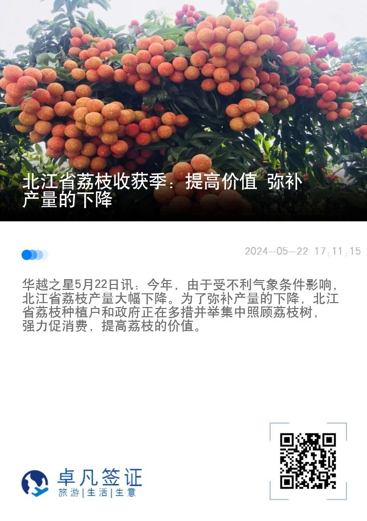 北江省荔枝收获季：提高价值 弥补产量的下降